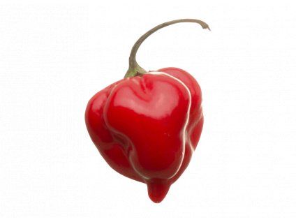Chilli Habanero Caribbean Red