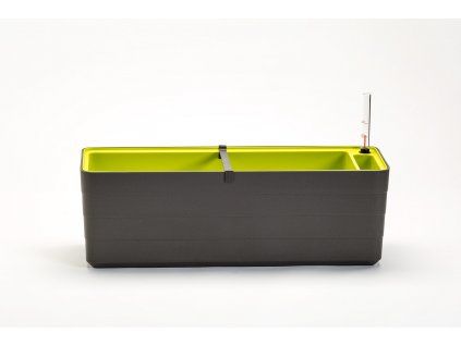 truhlík Berberis šedá zelená 40 cm