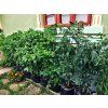 chili grow gronest