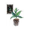 root riot cube sadbovaci kostka 2