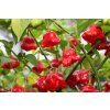 bishops crown chilli plant