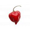 Chilli Habanero Caribbean Red