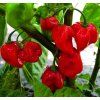 Habanero Caribbean Red
