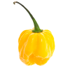 1032 2 chilli mix extreme 9 semen