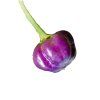 1038 1 chilli mix soft 9 semen