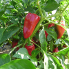 picquillo pepper
