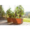 Velkoobjemový truhlík Berberis DUO 80 cm - terakota