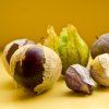 tomatillo purple 1