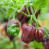 4639 chilli habanero chocolate semena 10 ks