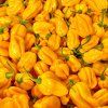 habanero sweet yellow