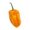 habanero sweet yellow