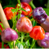 4648 chilli purple pumpkin semena 10 ks