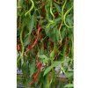 4651 chilli thunder mountain longhorn semena 10 ks