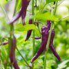 buena mullata chilli 2