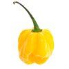 4819 2 chilli mix rainbow 10 semen