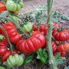 Costoluto Fiorentino tom